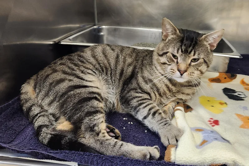 An adult medium-sized male Tabby (Brown / Chocolate) Domestic Short Hair cat named Concord for adoption in Clayton, NJ
