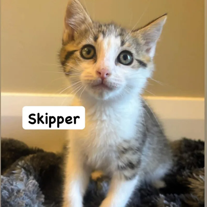 A baby medium-sized male Domestic Medium Hair cat named Skipper for adoption in St. George, UT
