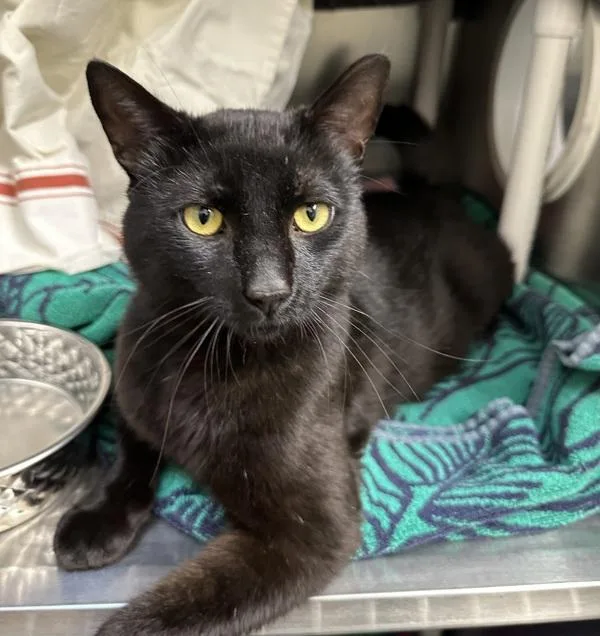 An adult medium-sized male Domestic Short Hair cat named Stanley Steamer for adoption in Santa Rosa, CA