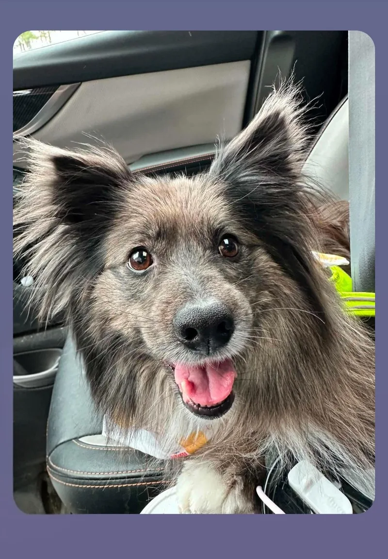 An adult small-sized female Brindle Shetland Sheepdog / Sheltie dog named Pepper for adoption in Portland, ME