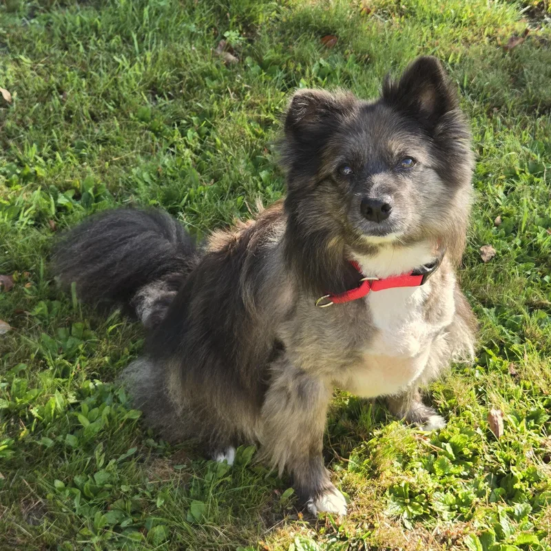 Pepper thumbnail 3