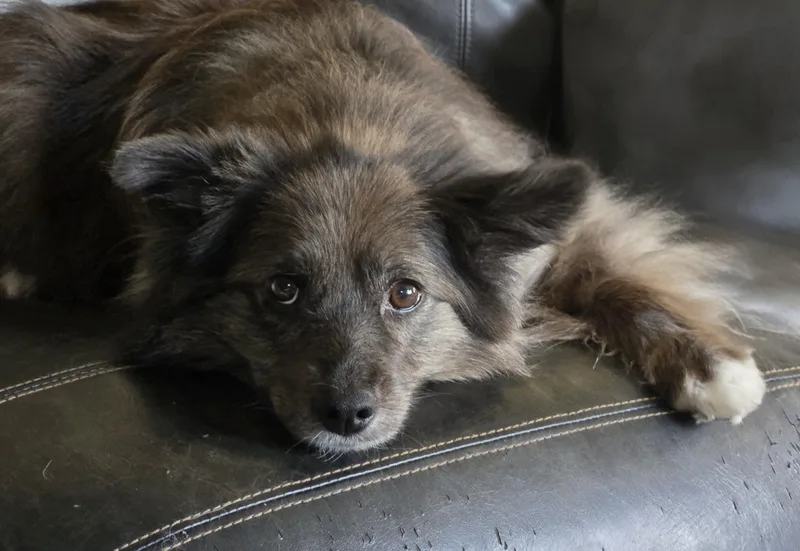 Pepper thumbnail 4