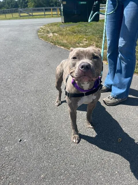 A young medium-sized female Pit Bull Terrier dog named Athena for adoption in Methuen, MA