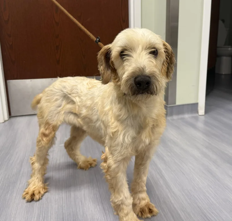 An adult small-sized female Apricot / Beige Wheaten Terrier dog named Nutmeg for adoption in Milford, CT