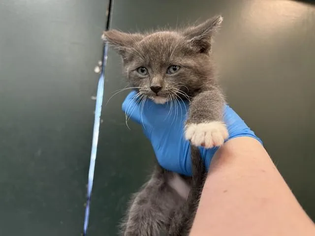 A baby small-sized male Domestic Medium Hair cat named Delta for adoption in Thousand Palms, CA