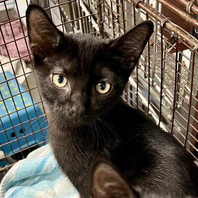 A baby small-sized male Black Domestic Short Hair cat named Chevrolet for adoption in Tavares, FL