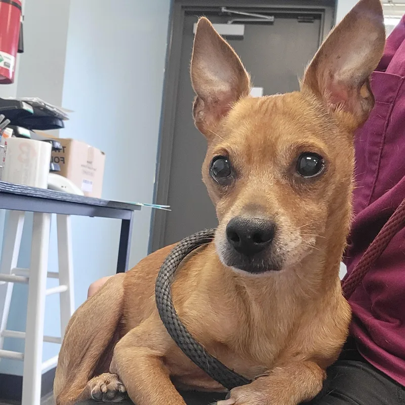 An adult small-sized male Brown / Chocolate Mixed Breed dog named Firefly for adoption in Mishawaka, IN
