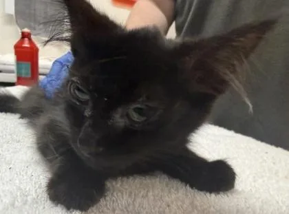 A baby small-sized female Domestic Short Hair cat named Banshee for adoption in Sacramento, CA