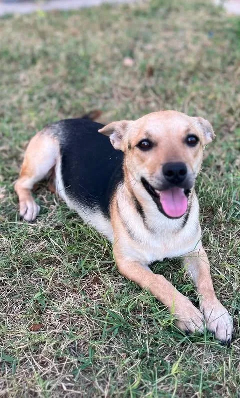 A young small-sized female Bicolor Chihuahua dog named Ivy for adoption in Vernon, CT