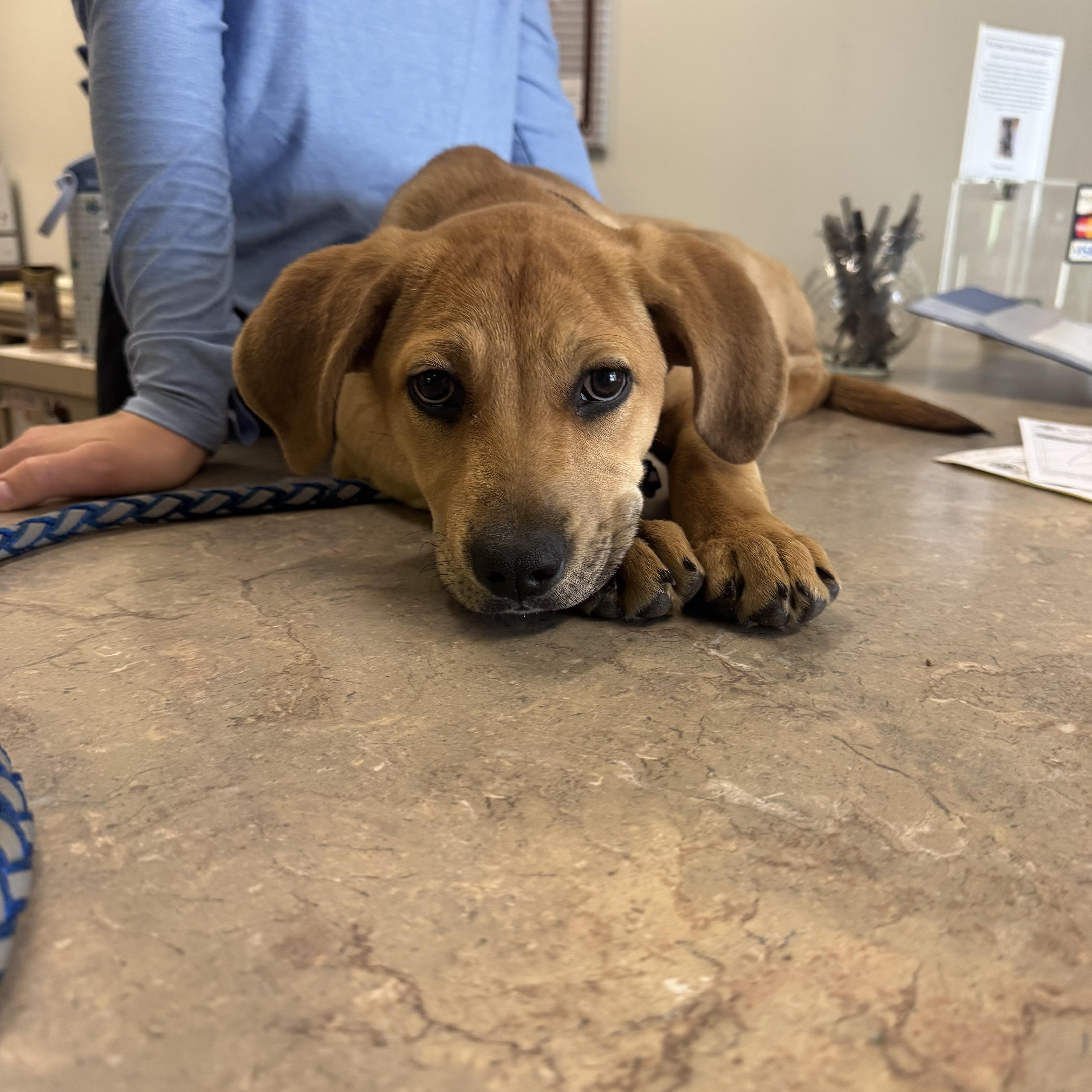 A baby medium-sized female Apricot / Beige Hound dog named Amelia for adoption in Dodgeville, WI