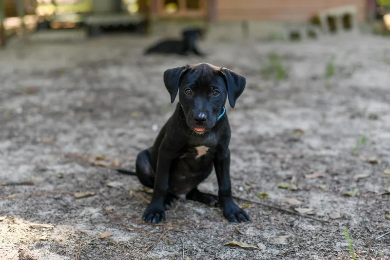 A baby medium-sized male Black Mixed Breed dog named Coby for adoption in BONIFAY, FL