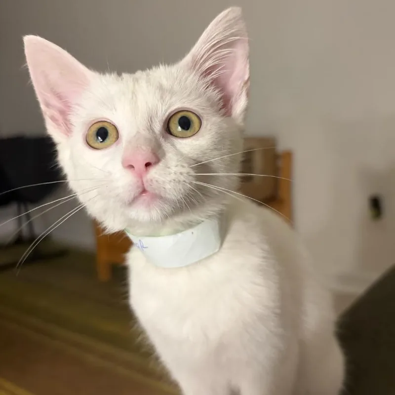 A baby small-sized male White Domestic Short Hair cat named Snake of Honor for adoption in Fredericksburg, VA
