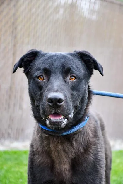 An adult medium-sized male Labrador Retriever dog named Paul for adoption in Yakima, WA