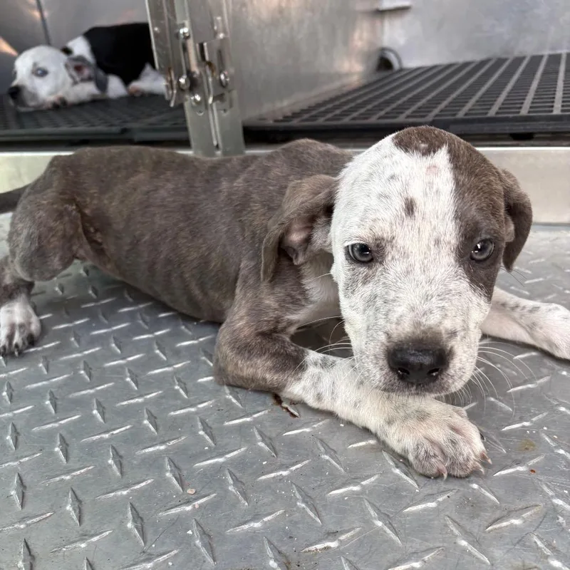 A baby small-sized male Brindle Mixed Breed dog named Chaucer for adoption in Bryan, TX
