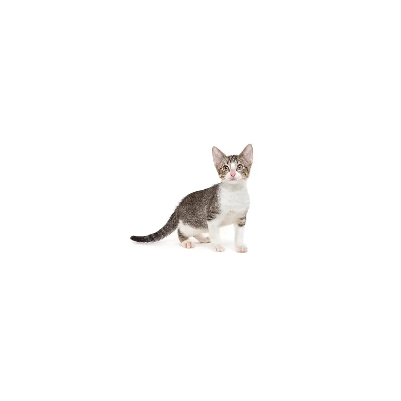 A baby small-sized male White Domestic Short Hair cat named Barbeque for adoption in Playa Vista, CA