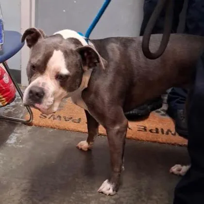 An adult medium-sized female American Bulldog dog named Suzie for adoption in Clinton, MO
