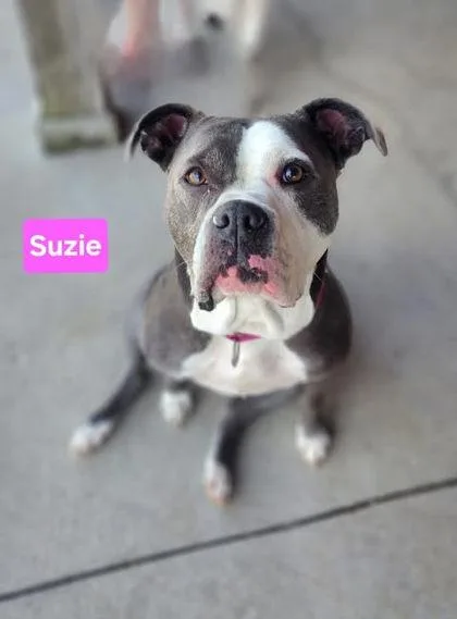 Suzie thumbnail 2