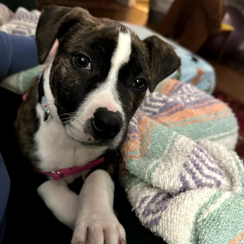 A baby medium-sized male Brindle Mixed Breed dog named Moo for adoption in Durham, NC