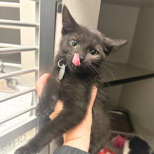 A baby small-sized male Domestic Short Hair cat named Boop for adoption in Aurora, CO