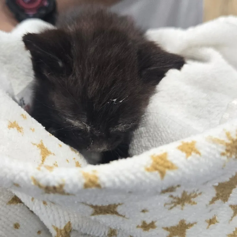 A baby small-sized male Black Domestic Short Hair cat named Cubs for adoption in Newark, NJ
