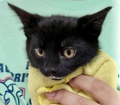 A baby small-sized female Domestic Short Hair cat named Velociraptor for adoption in Burlington, WA