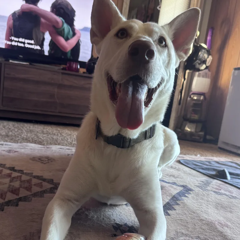 A young large-sized male White / Cream White German Shepherd dog named Yoki for adoption in Whittier, CA