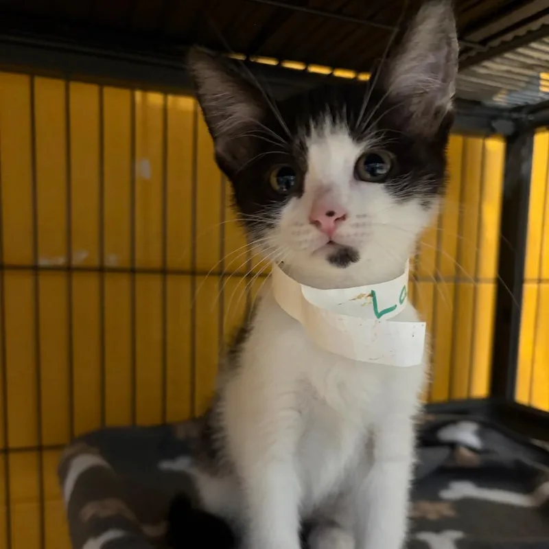 A baby small-sized female Black Domestic Short Hair cat named Laufey Aka Milkshake for adoption in Chesapeake, VA