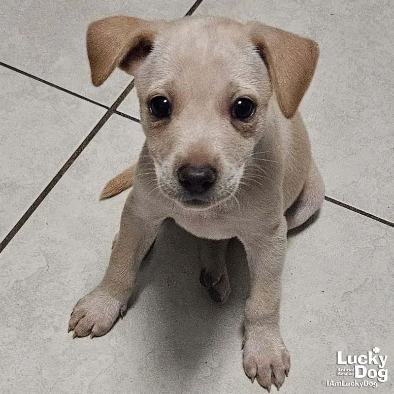 A baby medium-sized female Labrador Retriever dog named Nayra for adoption in Washington, DC
