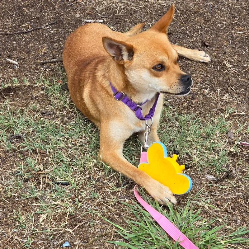 A young small-sized female Brown / Chocolate Terrier dog named Delilah for adoption in Enid, OK