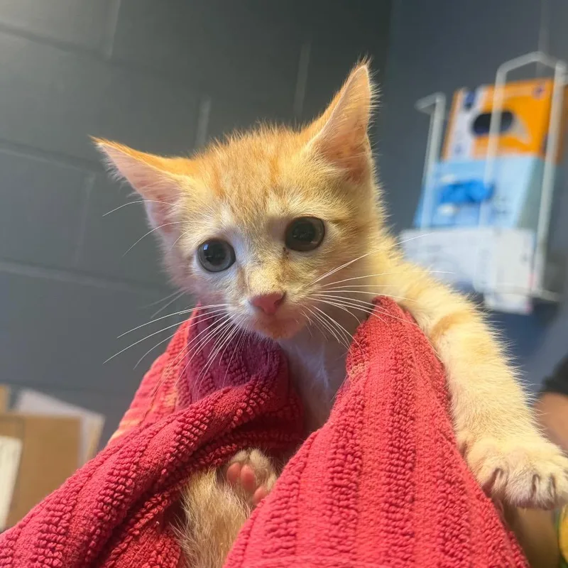 A baby small-sized male Orange / Red Domestic Short Hair cat named Henry for adoption in Tuscaloosa, AL