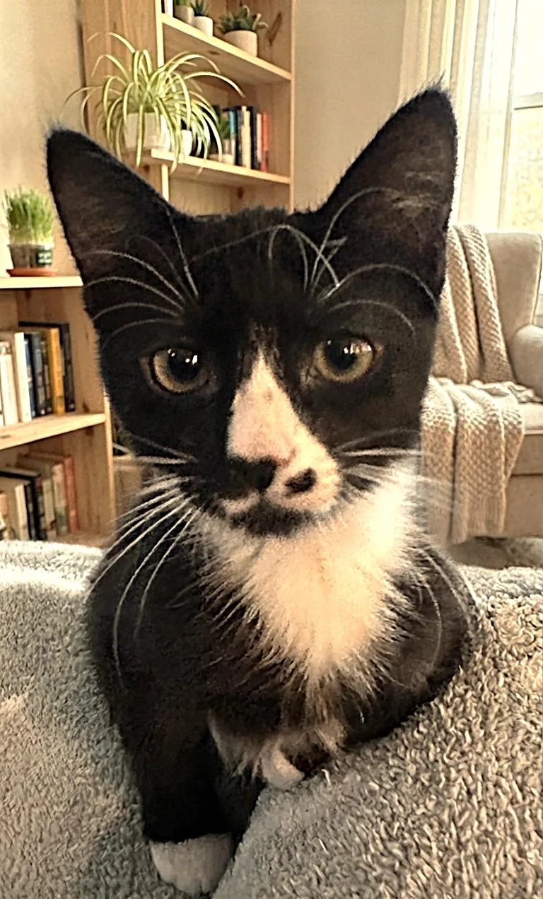 A baby medium-sized male Tuxedo cat named Walter for adoption in Fort Myers, FL
