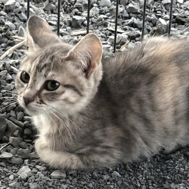 A baby small-sized female Gray / Blue / Silver Domestic Short Hair cat named Cleocatra for adoption in Othello, WA