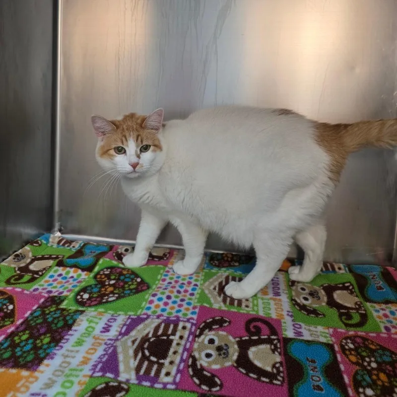 An adult large-sized female Domestic Short Hair cat named Phoebe for adoption in Allyn, WA