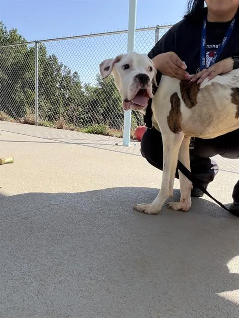 A young medium-sized male Boxer dog named Teddy for adoption in Charlotte, NC