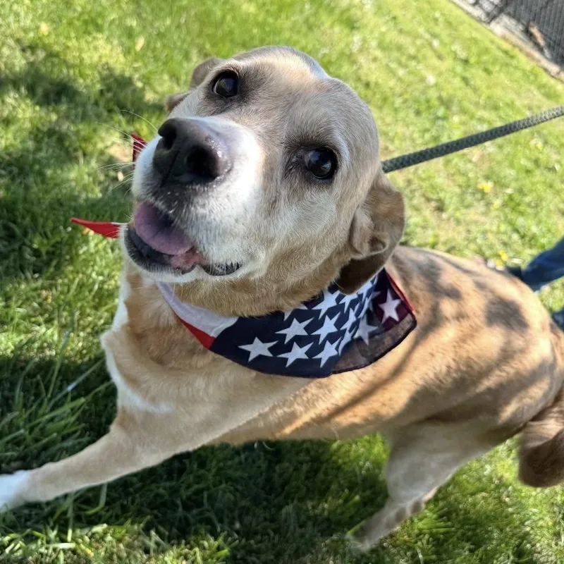 A senior large-sized female Yellow / Tan / Blond / Fawn Golden Retriever dog named Sugar Bear for adoption in Normal, IL