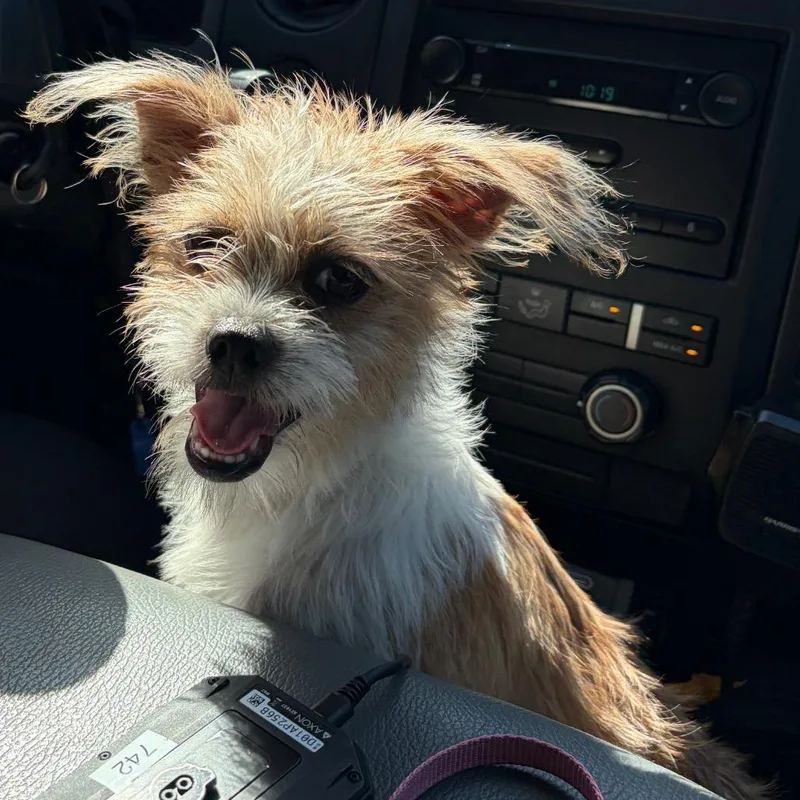 A young small-sized female Red / Chestnut / Orange Chihuahua dog named TXACStray for adoption in Portland, TX