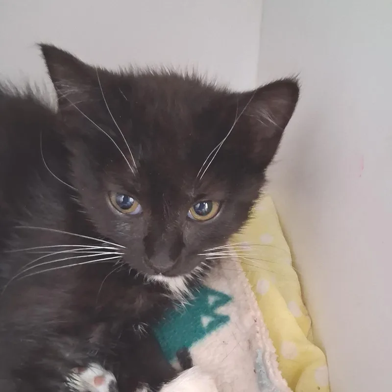 A baby small-sized female Black Domestic Short Hair cat named Cinnamon for adoption in Las Vegas, NV
