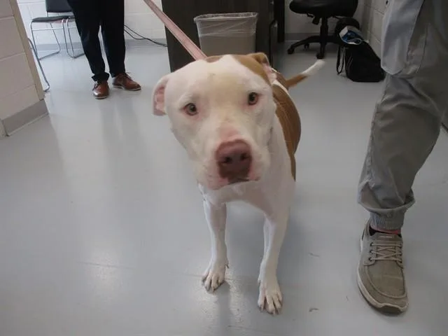 A young large-sized male Pit Bull Terrier dog named Titan for adoption in Ocala, FL