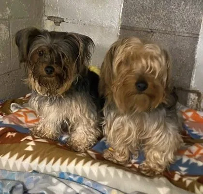 A young small-sized male Yorkshire Terrier dog named Brian for adoption in Hobart, IN