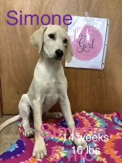Simone