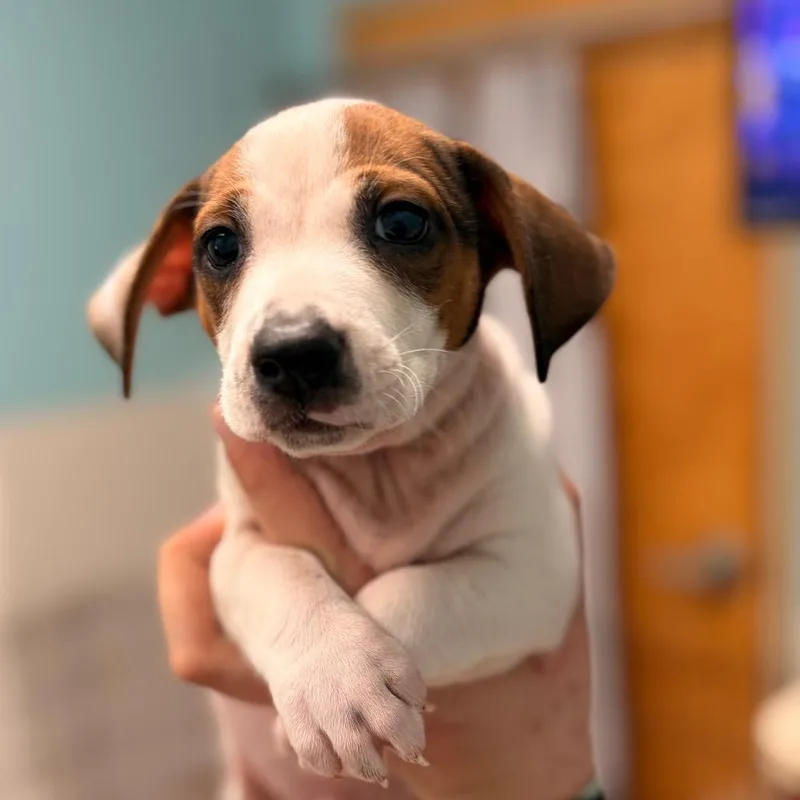 A baby medium-sized male White / Cream Mixed Breed dog named Sylvester for adoption in Columbus, GA