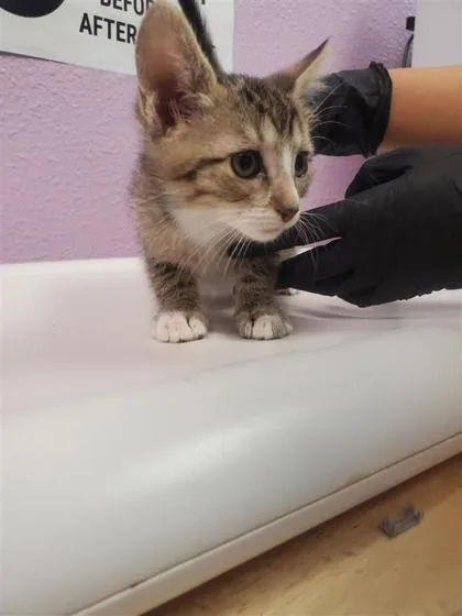 A baby small-sized male Brown / Chocolate Domestic Short Hair cat named Harry Potter for adoption in El Paso, TX