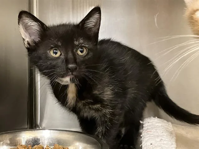 A baby small-sized female Domestic Short Hair cat named Martha for adoption in Tustin, CA