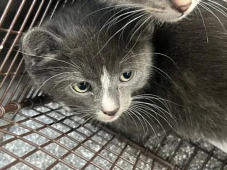 A young small-sized female Domestic Short Hair cat named Nova for adoption in Los Angeles, CA