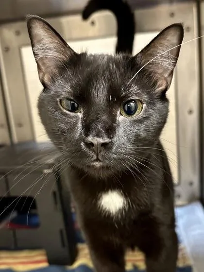 An adult large-sized male Black Domestic Short Hair cat named Ferb for adoption in Wichita, KS