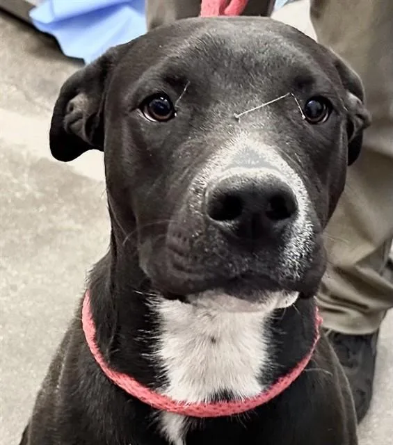 A young medium-sized male Pit Bull Terrier dog named Panchito for adoption in Tucson, AZ