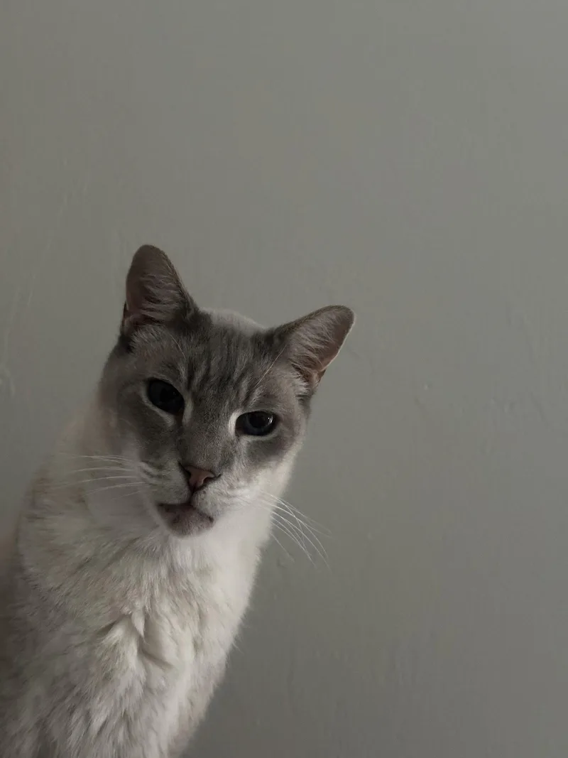 An adult medium-sized male British Shorthair cat named Yolo for adoption in Naples, FL