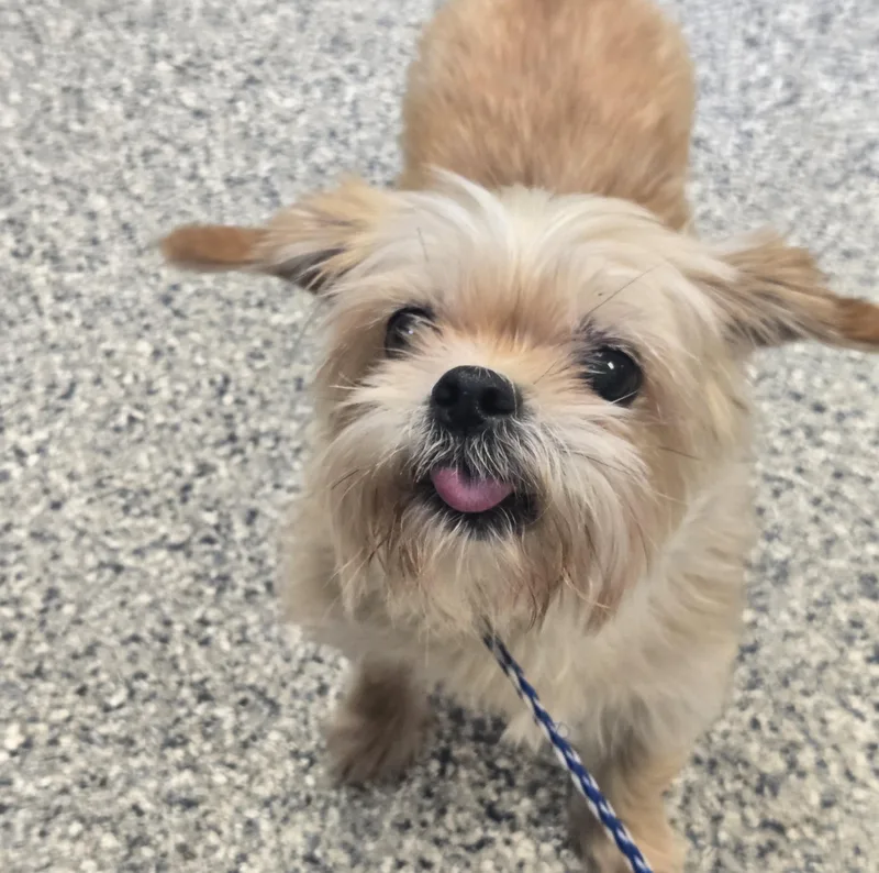Biscuit