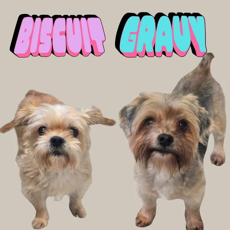 Biscuit thumbnail 4