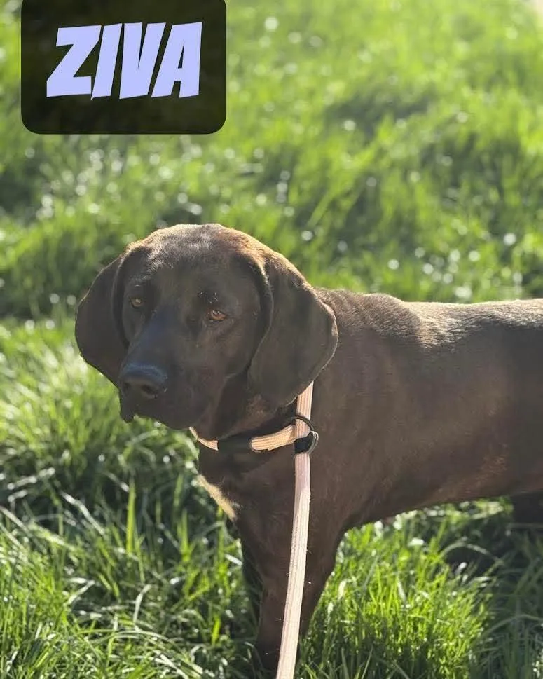 A young medium-sized female Labrador Retriever dog named Ziva for adoption in Washington , PA